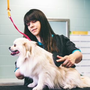 Canine Grooming